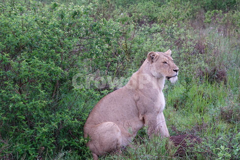 animal,동물,mammal,wildlife,야생동물,lion,사자