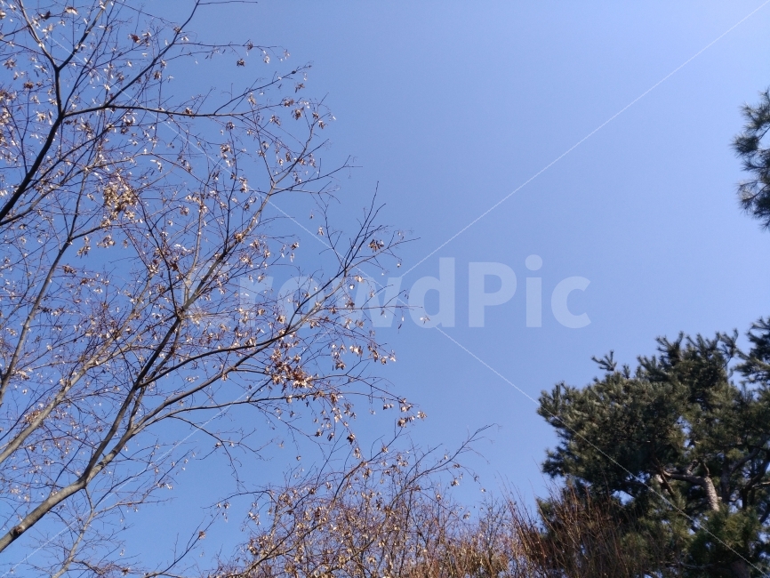 나무,겨울,햇살,하늘,나뭇잎,자연,풍경,nature,landscape,tree,plant,식물,tree trunk,나무 줄기