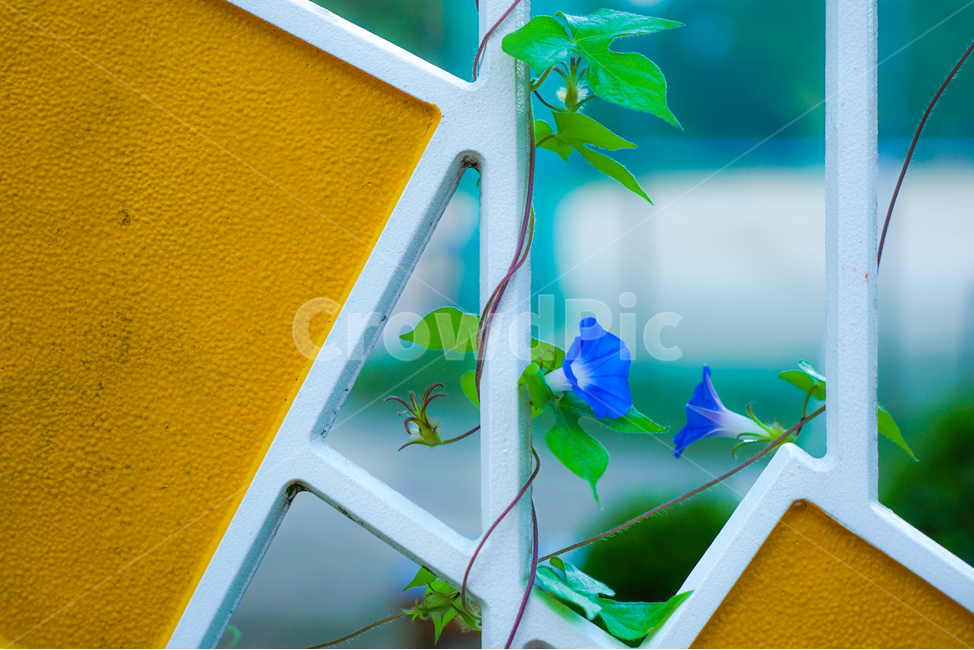 나팔꽃,꽃,들꽃,야생화,넝쿨,식물,자연,식물,자연,plants,nature,꽃,flower