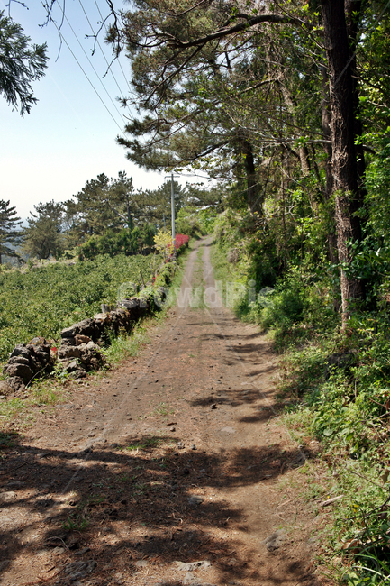제주,서귀포,올레71코스,올레길,귤밭,밭,돌담,도로,자연,풍경,nature,landscape,ground,바닥,dirt road,흙길,road,gravel,자갈,outdoors,옥외