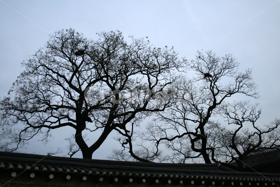 창덕궁,세계문화유산,문화유산,한국,나무,궁,담,한국전통,한국문화,korean traditional,korean culture,식물,자연,plants,nature,나무,trees,wood