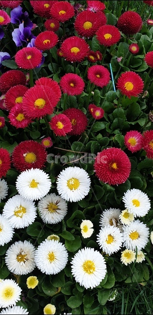 꽃,봄,식물,파릇한,자연,색감,식물,자연,plants,nature,꽃,flower