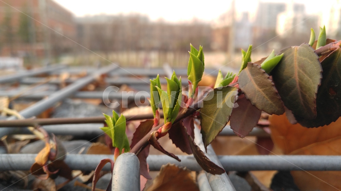 새싹,새순,봄새싹,초록,초록색,봄,식물,감성,sprout,saesoon,springshoots,green,spring,plants,emotional,식물,자연,plants,nature