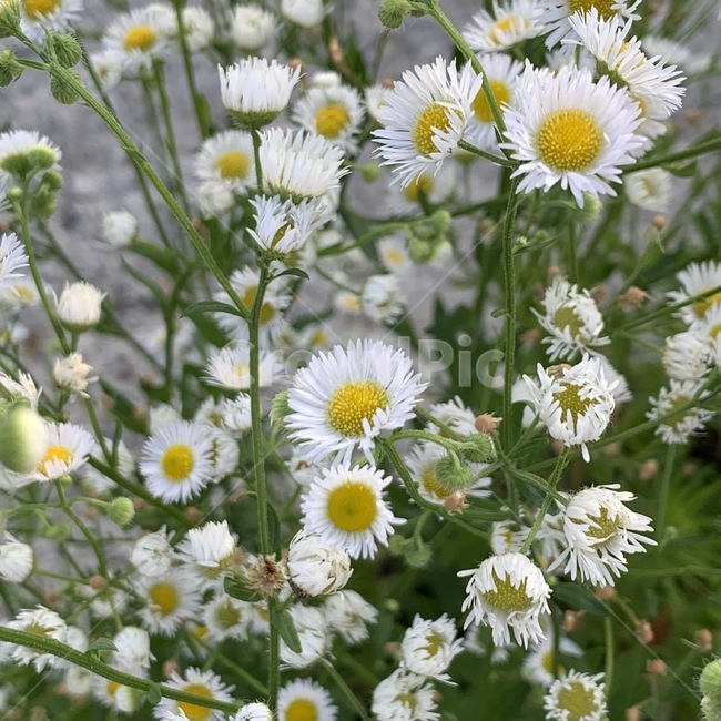 꽃,식물,흰색,잔디,흰꽃,공원,자연,plant,flower,green,grass,식물,자연,plants,nature,꽃,flower