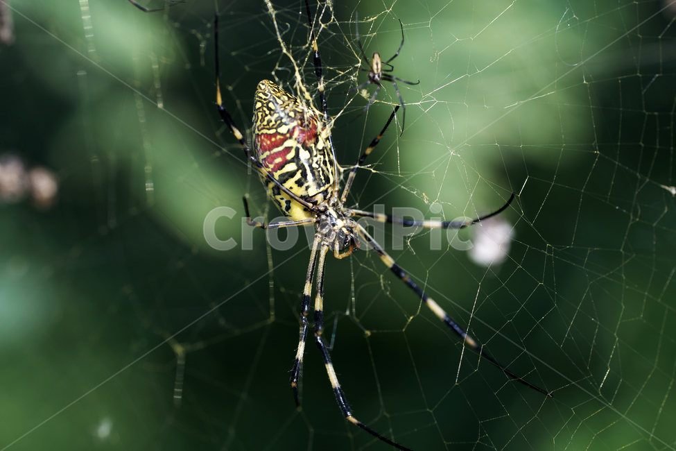 호랑거미,거미,절지동물,argiopeamoena,거미줄,담록색,동물,animal,곤충,벌레,insect,bug