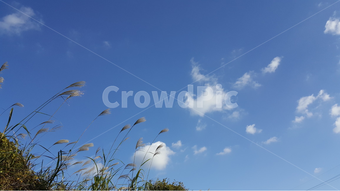 갈대,가을,하늘,구름,reed,fall,autumn,sky,cloud,cloudysky,가을,계절,fall,autumn,season,자연,풍경,nature,landscape,grass,잔디,plant,식물