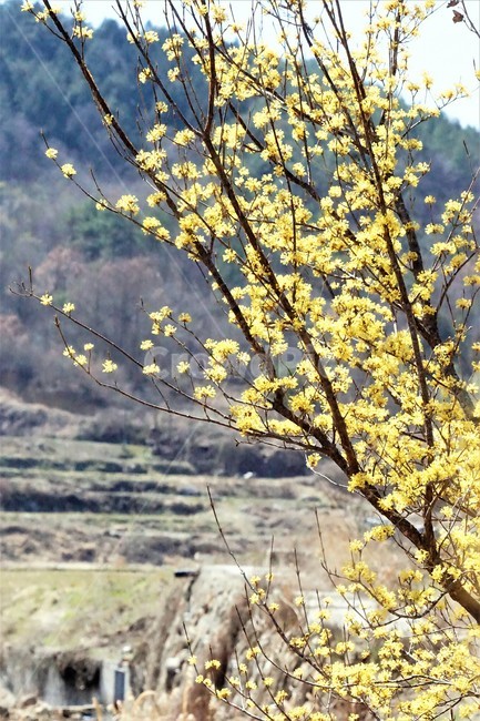 봄,산수유,꽃,노란색,나무,식물,자연,계절,yellow,nature,season,flower,beauty,tree,봄,계절,spring,season,식물,자연,plants,nature,꽃,flower,plant,tree trunk,나무 줄기