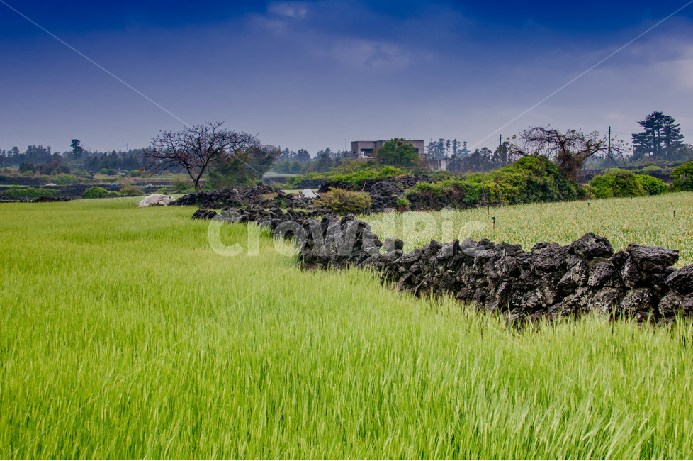 나무,푸른,풍경,보리,돌담,나홀로나무,자연,풍경,nature,landscape,한국자연풍경,한국자연경관,korea nature landscape,제주도,jeju,jeju island,outdoors,옥외,grassland,목초지,field,들,rural,농촌,farm,농장
