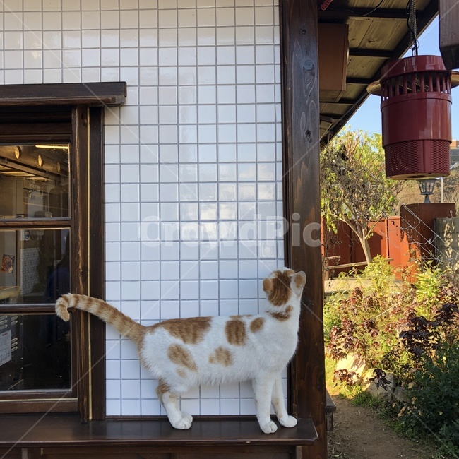 길고양이,동물,앉아있는고양이,고양이발,치즈고양이