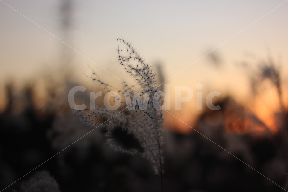 가을,추위,억새,하늘,풍경,autumn,cool,tatch,silvergrass,scenery,landscape,cityscape,노을,sunset,가을,계절,fall,autumn,season,식물,자연,plants,nature,감성,sensible,feeling,plant,grass,잔디,lawn,reed,갈대