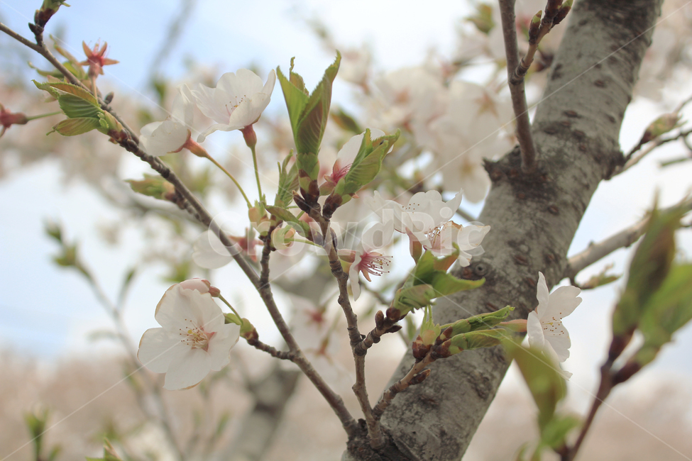 식물,flower,꽃,blossom,cherryblossom,벚꽃