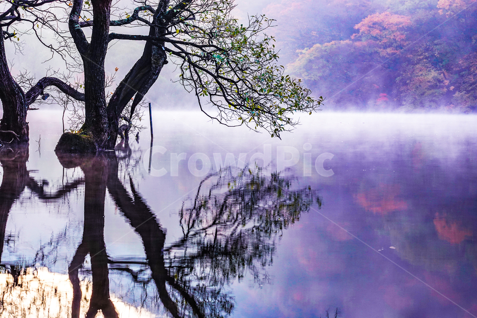 tree,나무,산,물,저수지,주산지,안개,일출,반영,가을,단풍,청송군,고목,자연,풍경,nature,landscape