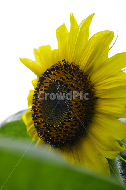 해바라기,꽃,flower,식물,plant,식물,자연,plants,nature,꽃,flower