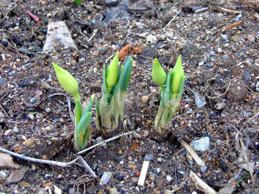 봄,새싹,식물,bud,spring,식물,자연,plants,nature