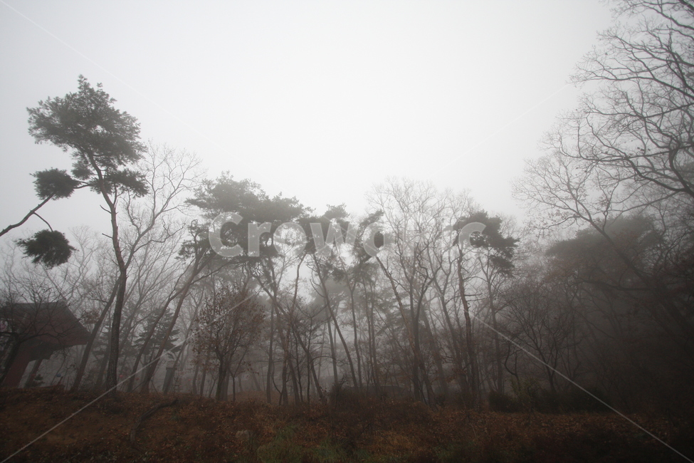 안개,쓸쓸함,나무가지,흐린,회색,새벽,나무,소나무,식물,자연,풍경,가느다란,앙상한,겨울,계절,고요함,조용한,자연,풍경,nature,landscape,weather,날씨,outdoors,옥외
