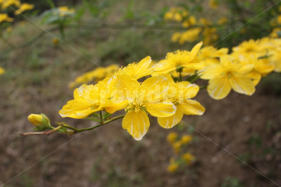 plant,식물,꽃,flower,yellow,식물,자연,plants,nature,꽃,flower