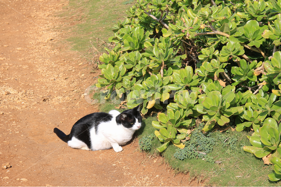 Meow,cute,outdoor,Pets,stray cat,Black cat,cat,plant,fat,animal,mammalia,park