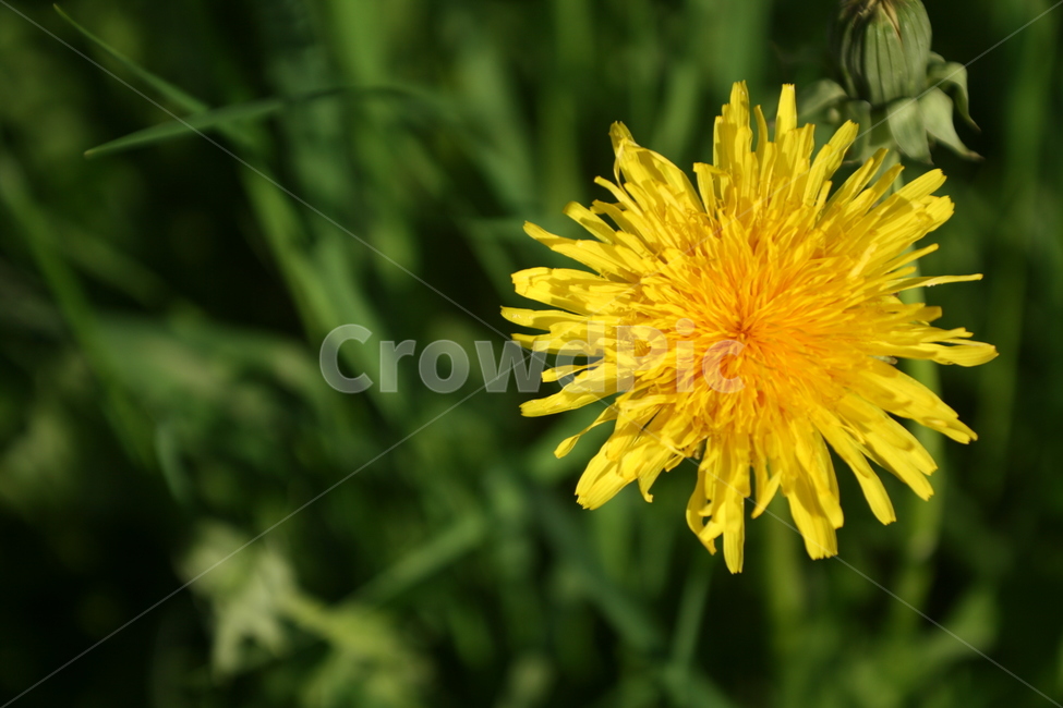민들레,자연,풍경,꽃,노랑,natural,nature,flower,yellow,식물,자연,plants,nature,꽃,flower
