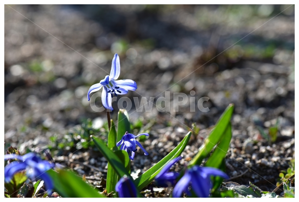 flower,꽃,봄꽃,야생화,wildflower,식물,자연,plants,nature,꽃,flower