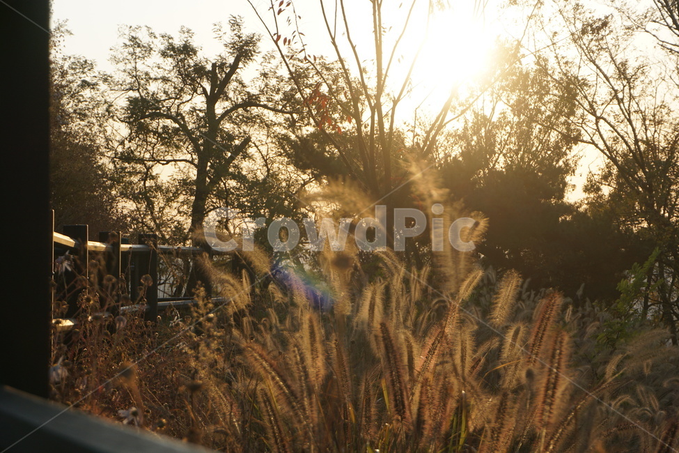 plant,식물,grass,잔디,foxtail,개꼬리풀,가을,노을,sunset,서울노을,autumn,autumninseoul,서울가을