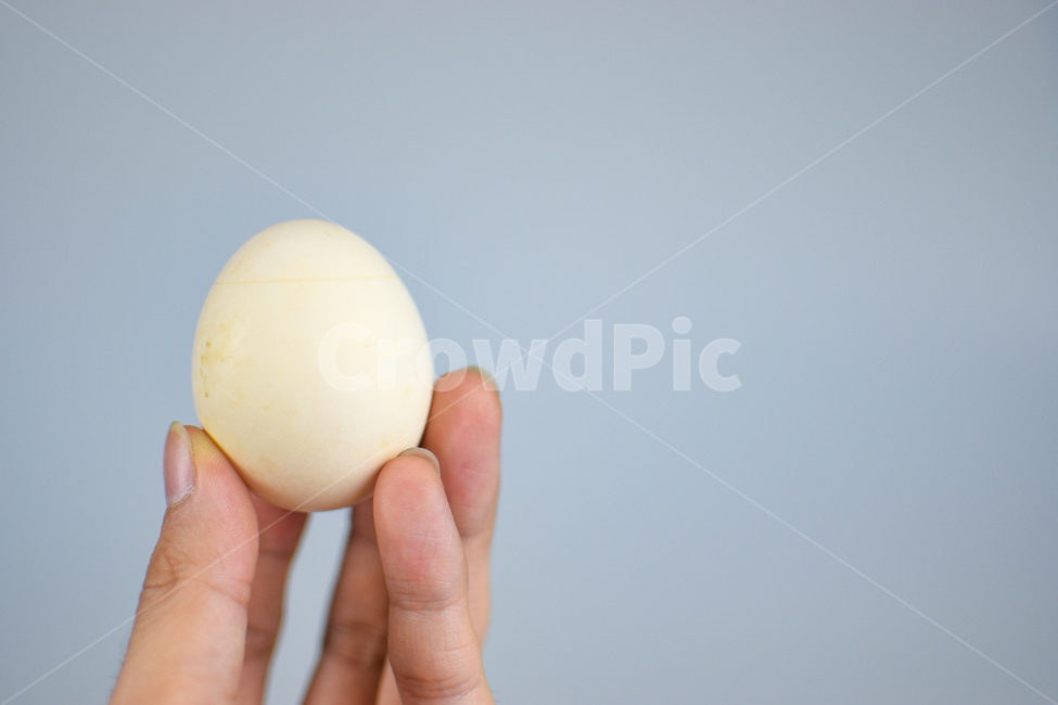 계란,부활절,손,껍질,신선,간식,배경,흰색,달걀,손가락,음식,다이어트,음식,식재료,요리,food,cook,meal,dishes,food reserves