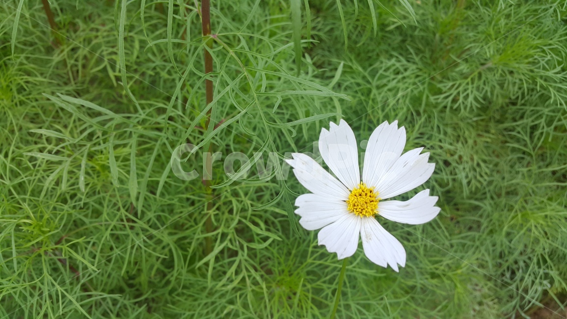 가을,코스모스,꽃,초록,flower,계절,접사,식물,자연,plants,nature