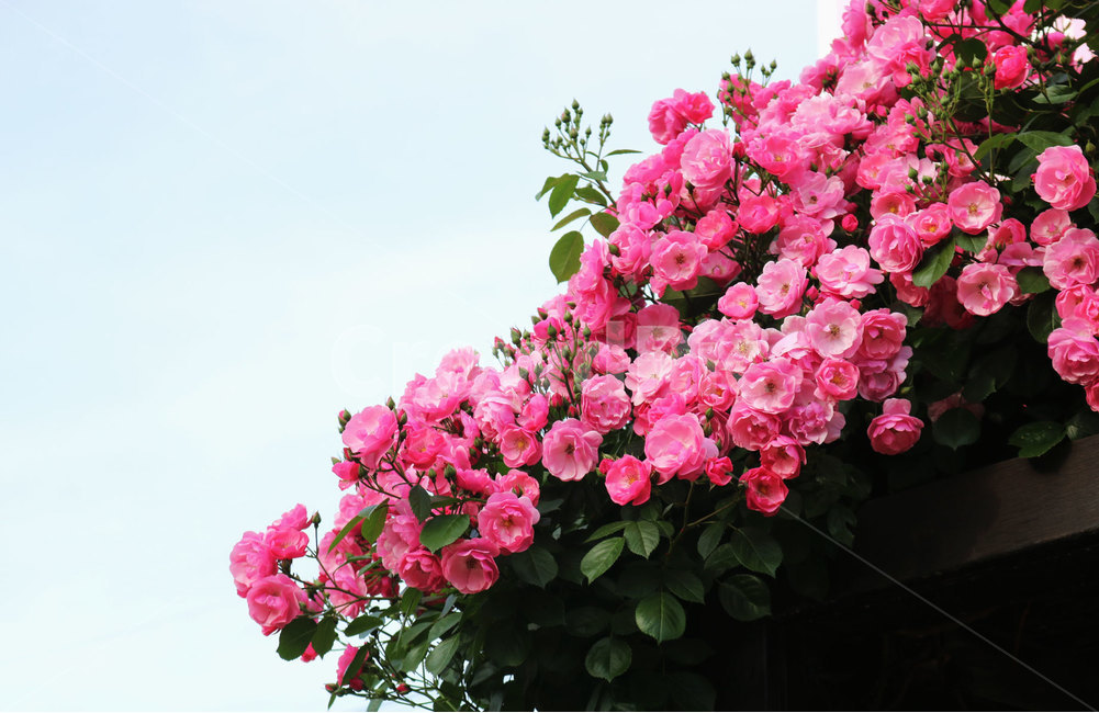 장미,꽃,플라워,로즈,장미꽃,식물,자연,flower,식물,자연,plants,nature,꽃,flower