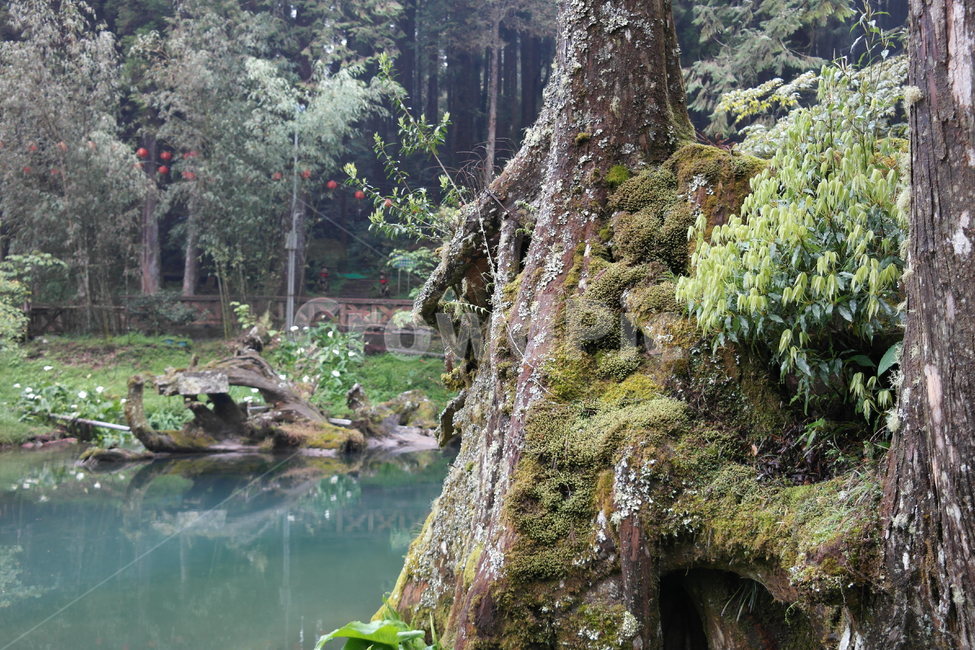 연못,자연,나무,아침,고요,수목원,식물,자연,plants,nature,나무,trees,wood