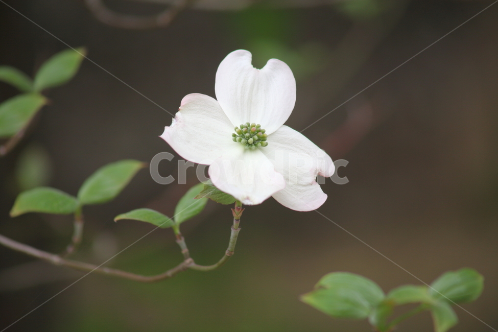 꽃산딸나무,미국산딸나무,산딸나무,꽃,floweringdogwood