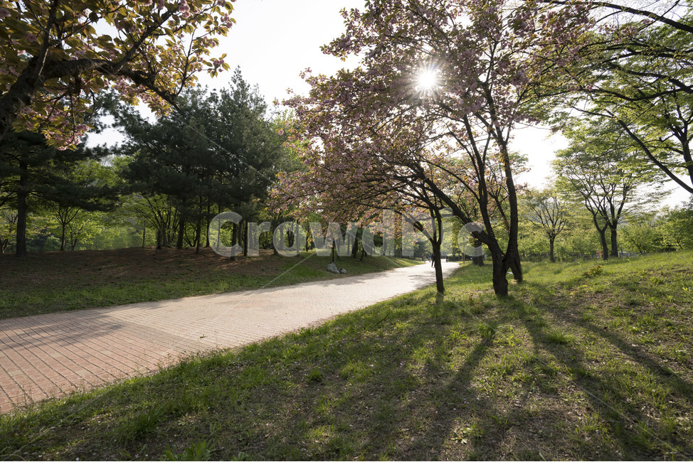 나들이,겹벚꽃,분홍색,공원,월드컵공원,매직아워,꽃,flower,햇살,봄,계절,spring,season,자연,풍경,nature,landscape,한국자연풍경,한국자연경관,korea nature landscape,휴식,힐링,rest,relaxation,healing,tree,나무,plant,식물,tree trunk,나무 줄기