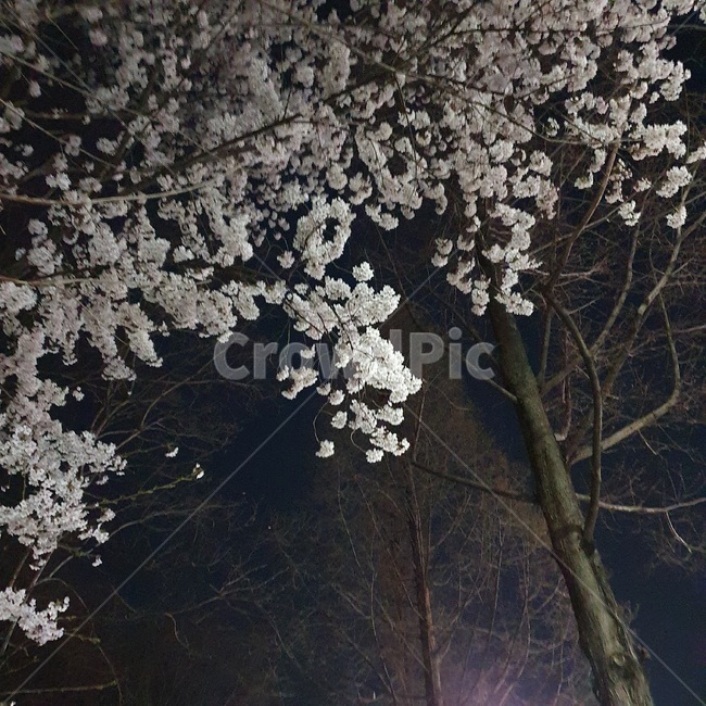 flower,꽃,blossom,벚꽃,plant