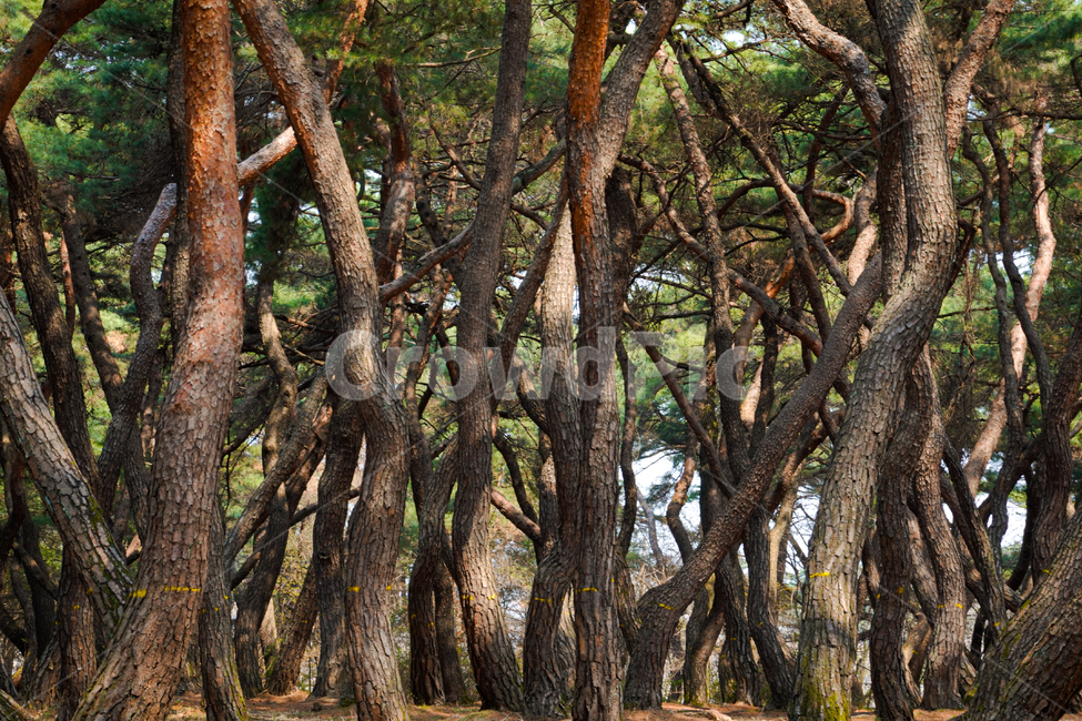 나무,식물,plant,tree,treetrunk,나무줄기,오래된