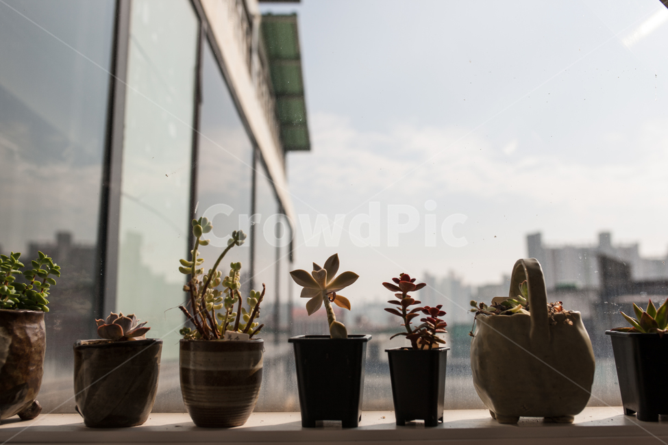 다육,다육식물,식물,화분,botanical,식물,자연,plants,nature,실내용화초,화분,화초,house plant