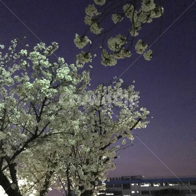 벚꽃,야경,밤,학교,보라색
