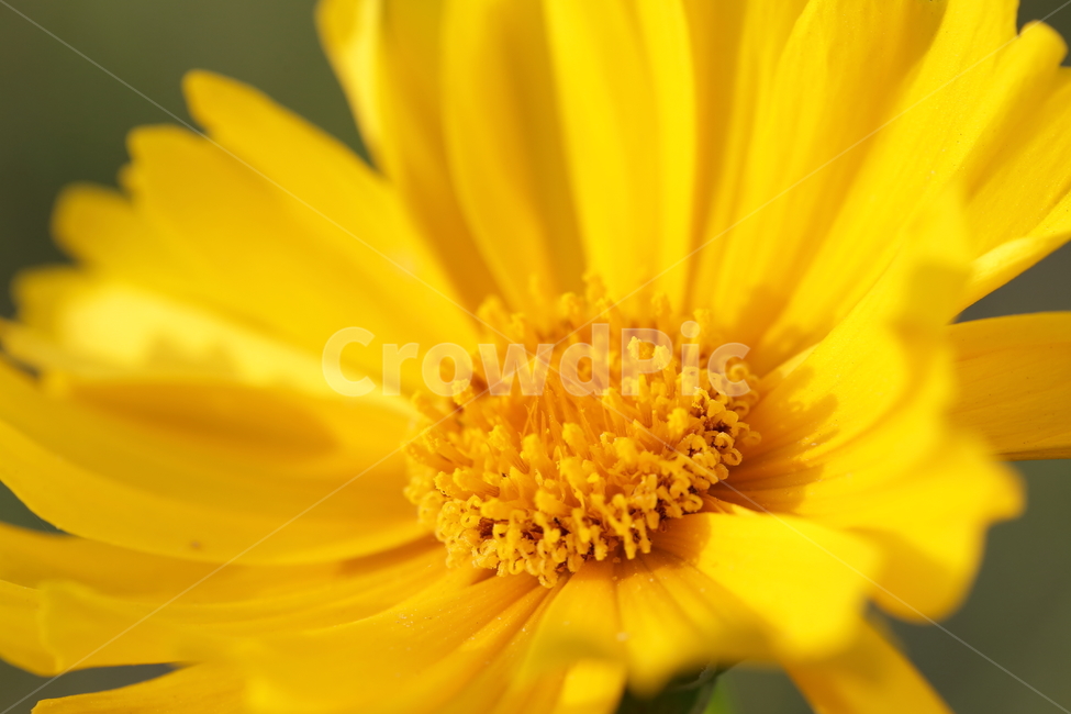 금계국,goldenwave,flower,꽃,식물,plant,식물,자연,plants,nature,꽃,flower