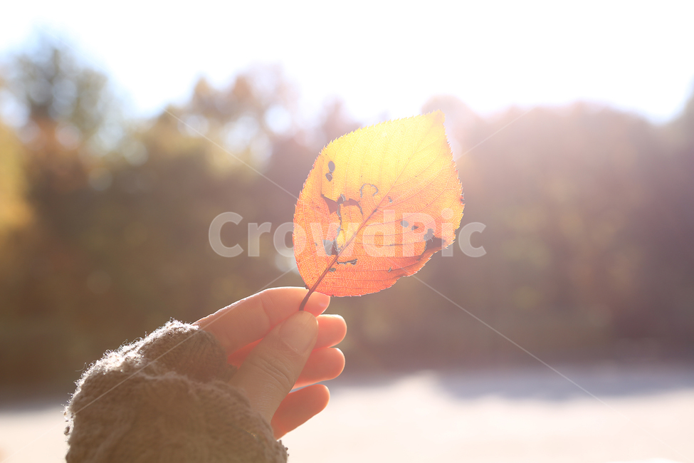 가을,낙엽,감성,손,fall,fallenleaves,hand,sensibility,가을,계절,fall,autumn,season,사람,인물,인간,human,person,신체일부,몸,body,감성,sensible,feeling,plant,식물,leaf,잎
