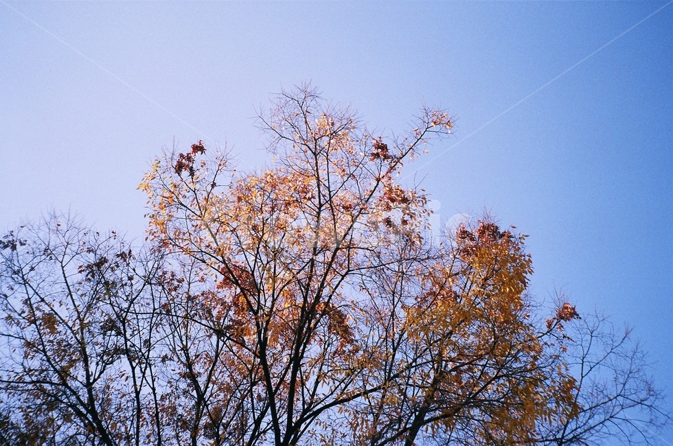 나무,tree,식물,plant,가을
