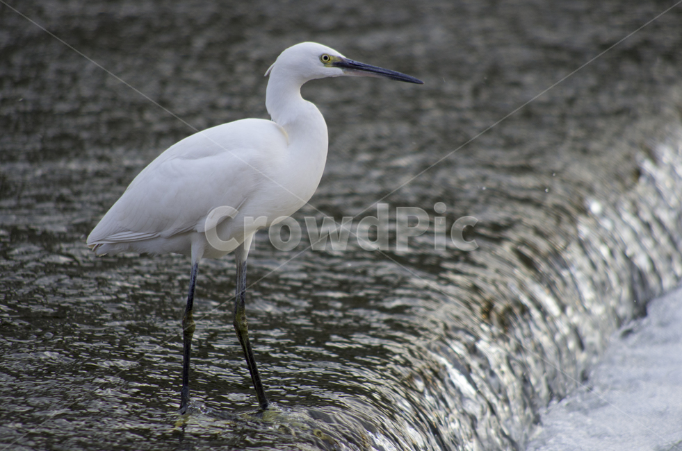 왜가리,백로,새,흰새,조류,heron,망원,감성,하천,물가,시내,강가,화이트,부리,동물,animal,조류,새,birds