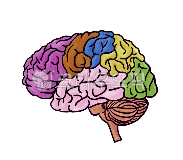 organ,Brain,treatment,brain illustration,medical,midbrain,disease,anatomy,diagnosis,human body,cerebrum,human organ,frontal lobe,cancer,hospital,surgery,illness