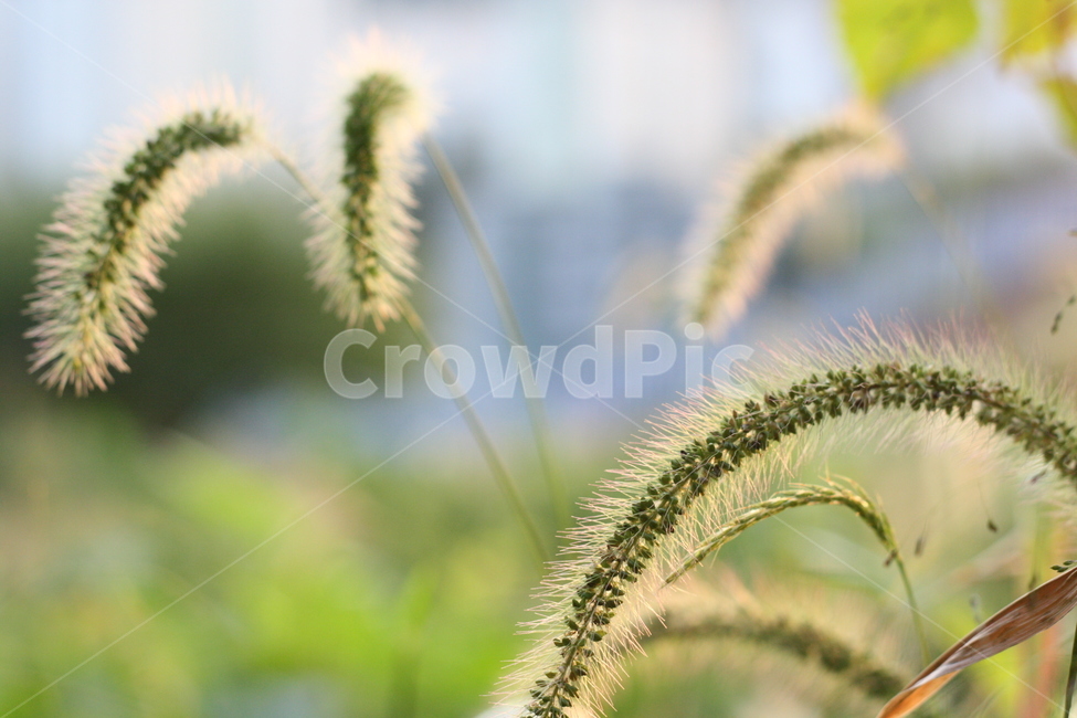 강아지풀,풀,가을,식물,자연,nature,plants,감성,감정,sensible,feeling,emotion,산책,등산,풍경,숲,forest,숲속,식물,자연,plants,nature