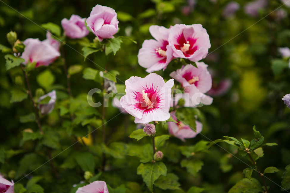 무궁화,국화,나라꽃,꽃,flower,화분,pollen,식물,plant,blossom,geranium,제라늄,꿀벌,꽃과벌,식물,자연,plants,nature,꽃,flower