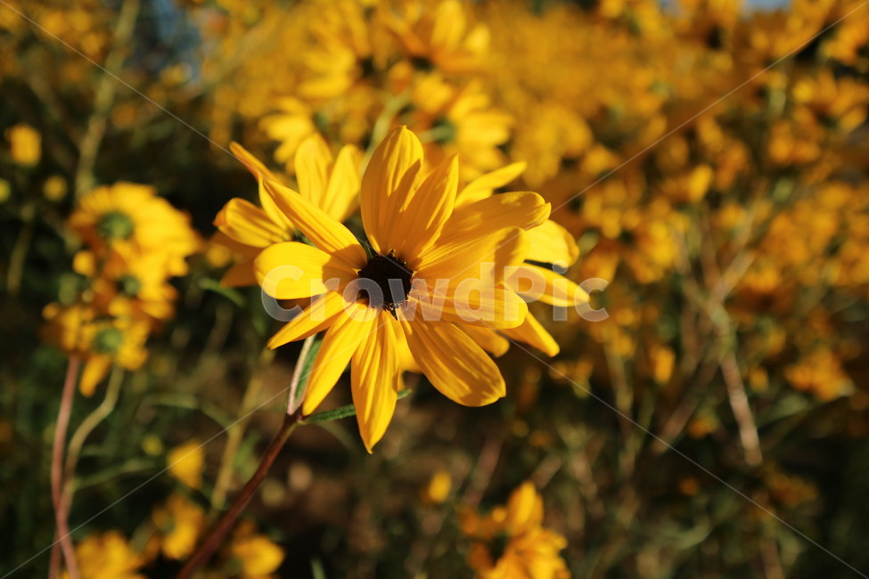 꽃,가을,노란색,자연,flowers,fall,yellow,nature,식물,자연,plants,nature,꽃,flower