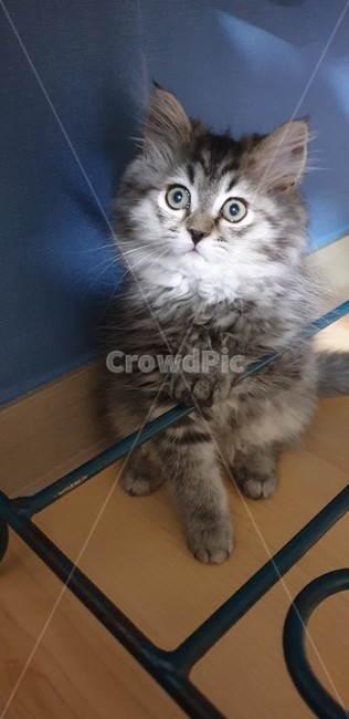 고양이,어린고양이,새끼고양이,애기고양이,페르시안고양이,귀여운고양이,애교많은고양이,장난끼가많은고양이,반려묘,냥이,개냥이,순수