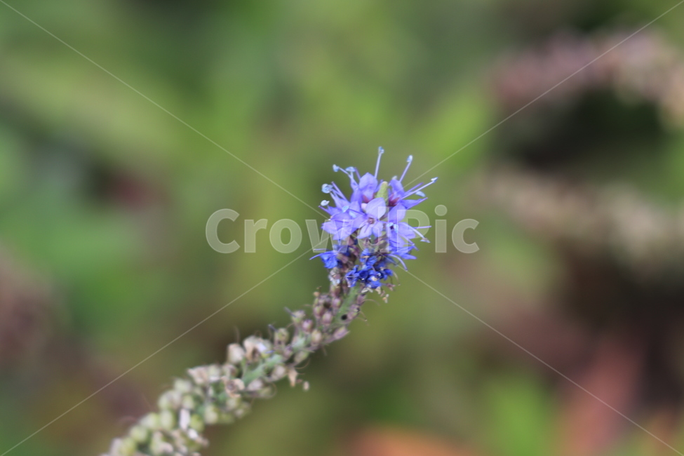 꽃,들꽃,야생화,flower,wildflower,식물,자연,plants,nature,꽃,flower