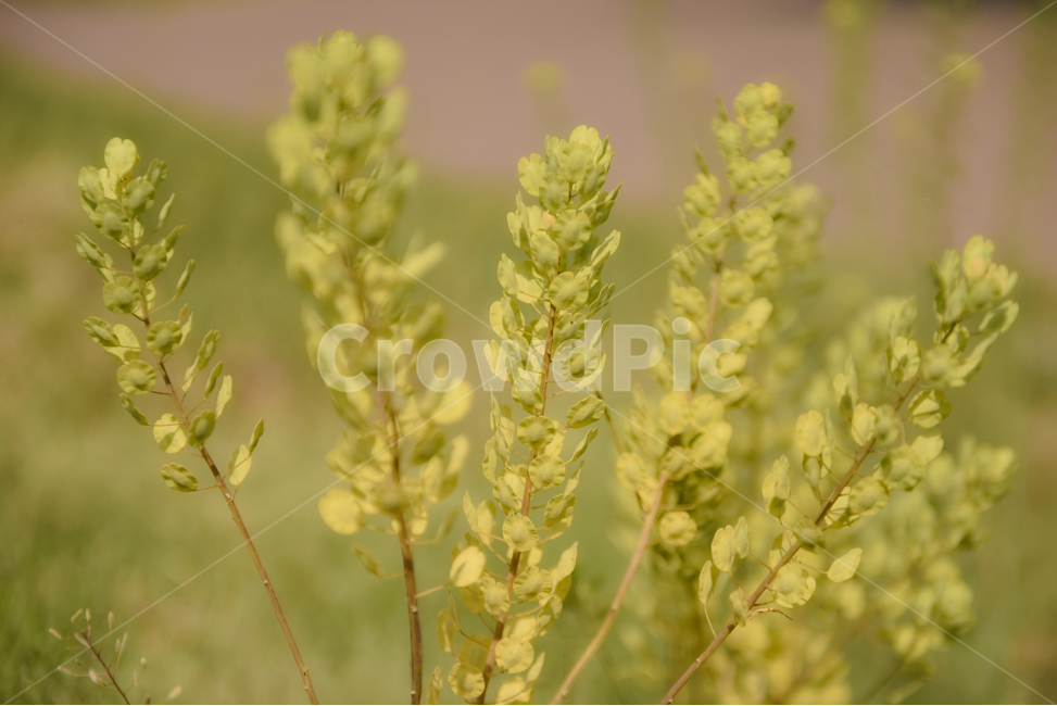 꽃,자연,접사,녹색,힐링,신선함,season,plants,nature,flower,sensible,feeling,색깔,색상,색채,색감,colorsense,colorsensitivity,feelingofcolor,감성,평온함,느낌,휴식,드라이플라워,초록,노랑