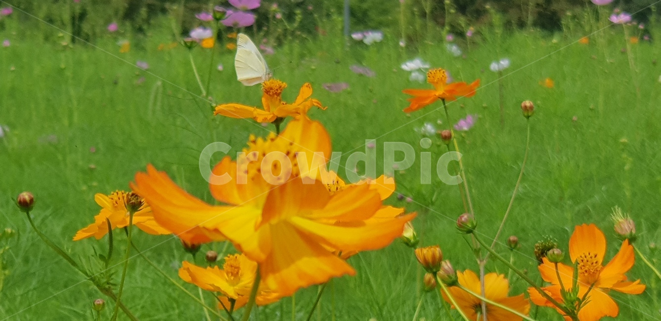 꽃,나비,주황,초록,계절,연두,날개,정원,꽅밭,pollen,식물,화분,geranium,flower,blossom