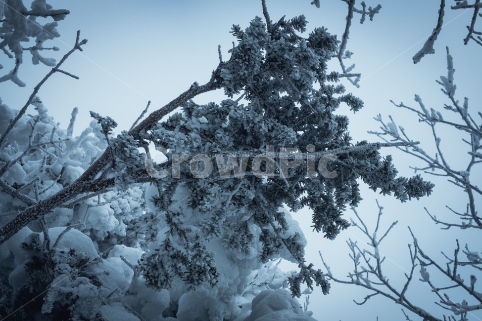 덕유산,겨울,설산,나무,눈,향적봉,무주,눈꽃,겨울산,폭설,정상,겨울,계절,winter,season,식물,자연,plants,nature,나무,trees,wood