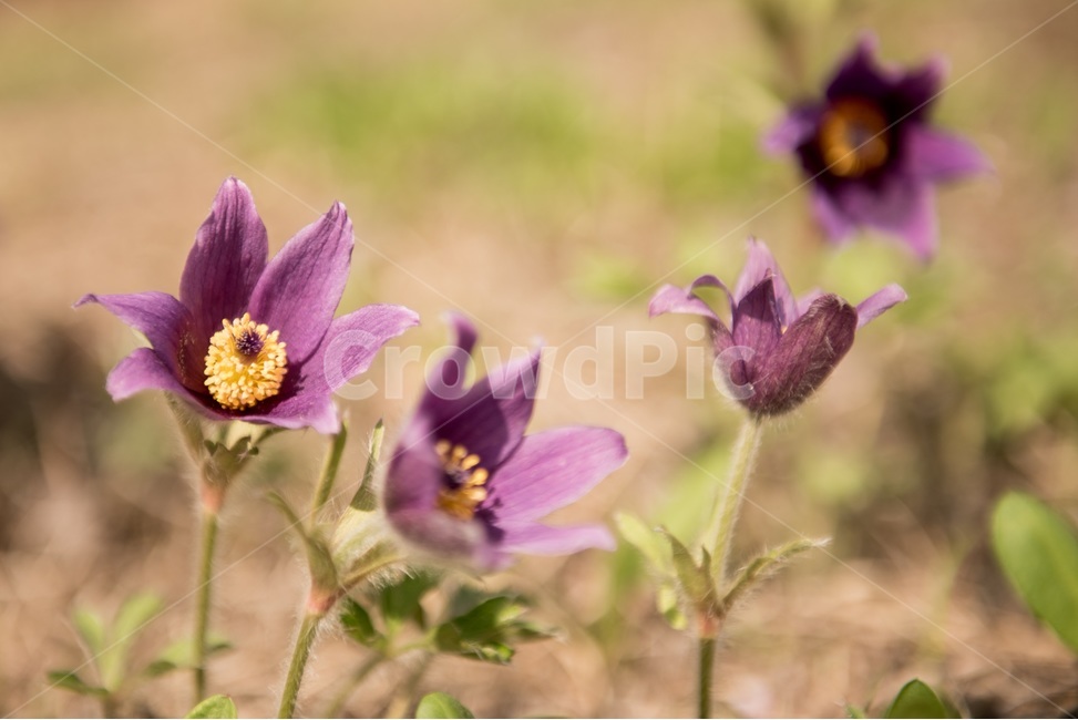 꽃,꽃사진,flower,할미꽃,할미꽃사진,식물,자연,plants,nature,꽃,flower