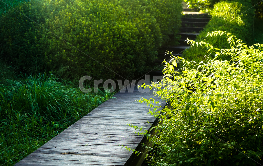 다리,나무,계단,공원,길,자연,풍경,nature,landscape,building,건물,bridge,boardwalk,산책로