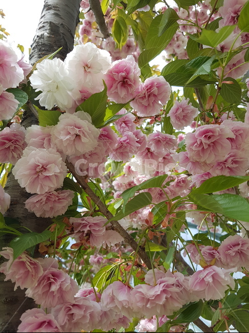 벗꽃,왕벗꽃,겹벗꽃,봄,꽃,봄,계절,spring,season,식물,자연,plants,nature,꽃,flower,plant,blossom,geranium,제라늄